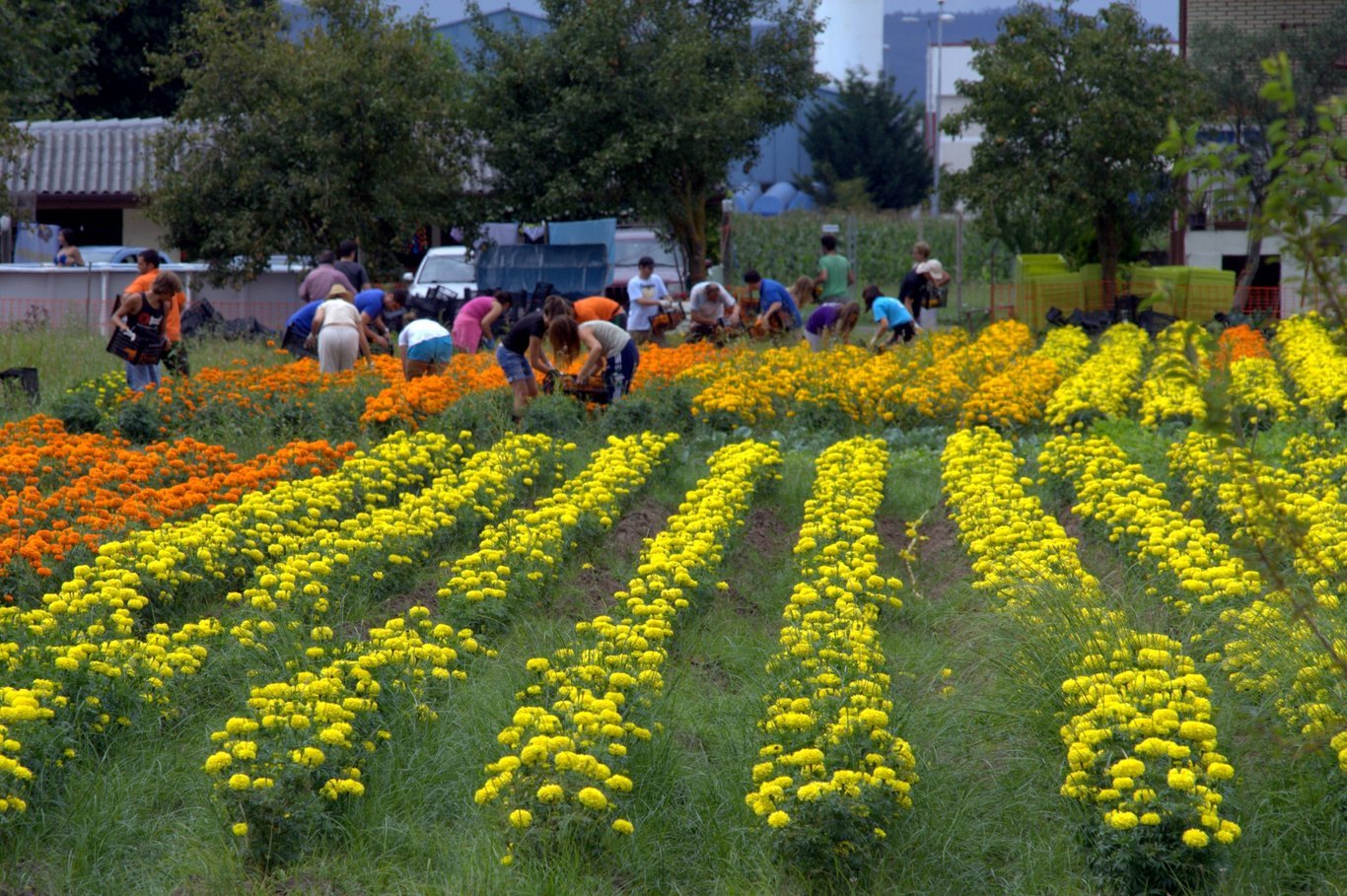 Campo de tagetes