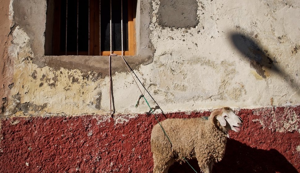Oveja para sacrificar durante el Eid