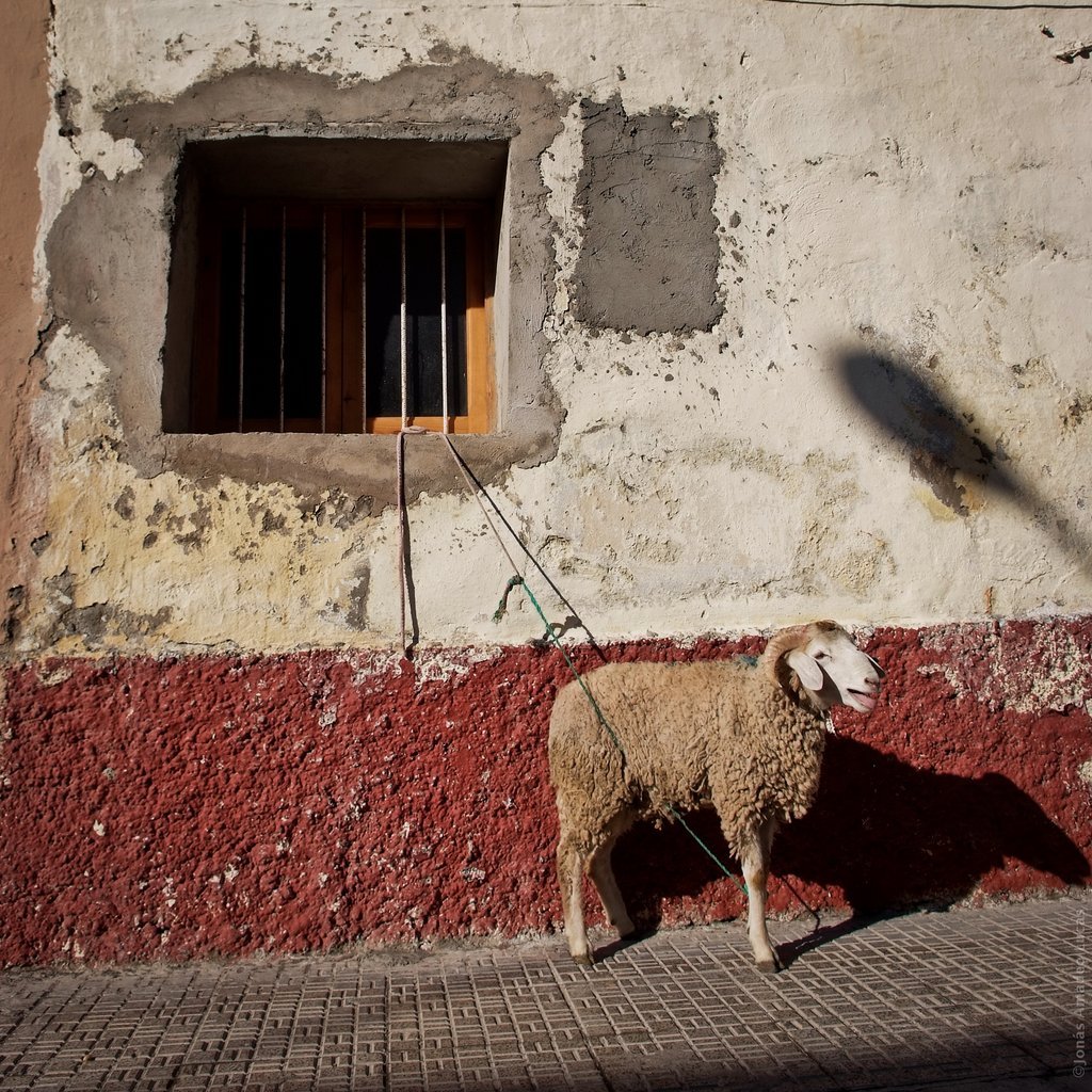 Oveja para sacrificar durante el Eid