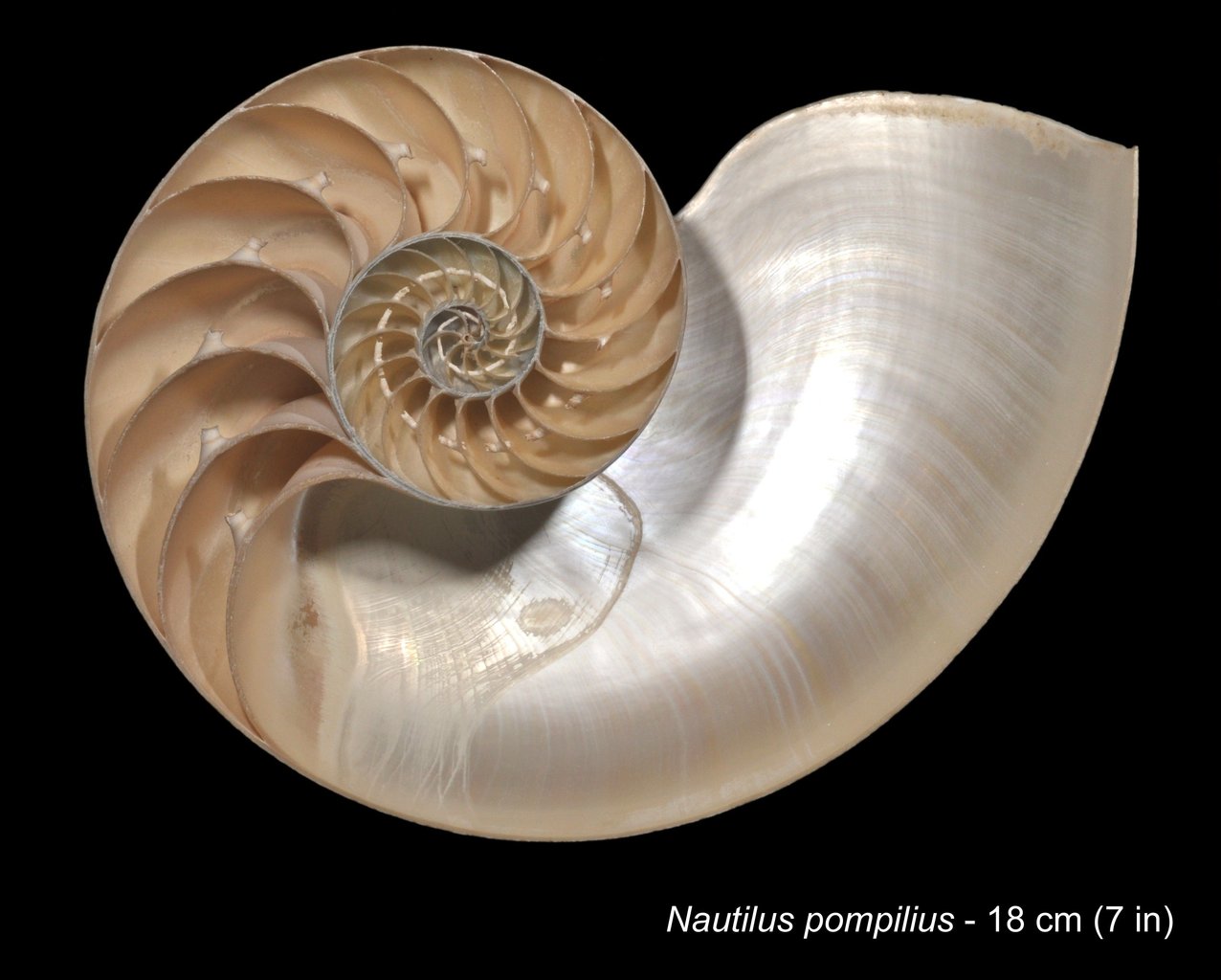 Sección de conchiglia di nautilo - Nautilius Pompilius.